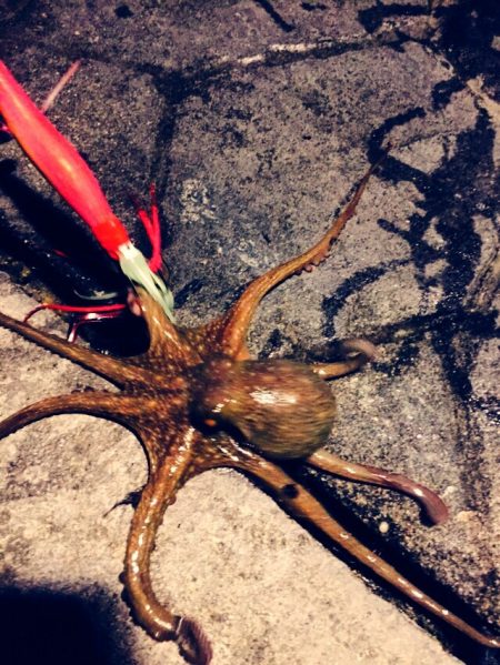 アジ、サヨリ爆釣in 舞鶴親海公園