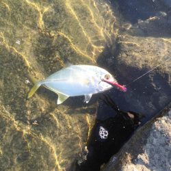 好調‼︎メッキゲーム！