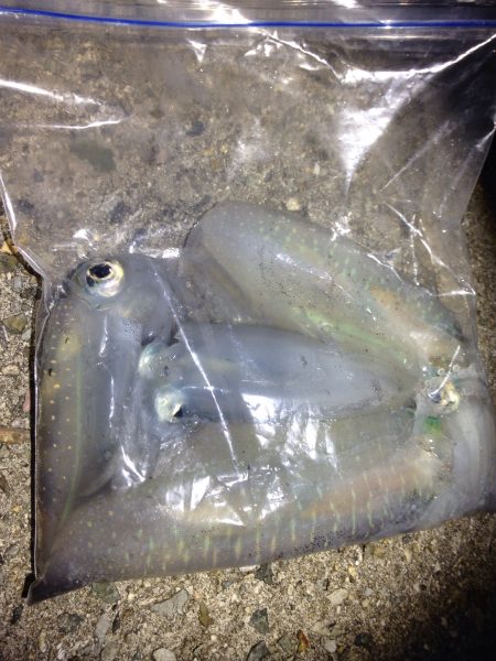 思ったより短時間で数が釣れました(^^)