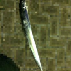 リベンジ太刀魚