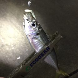 なかなかサイズが上がりません…