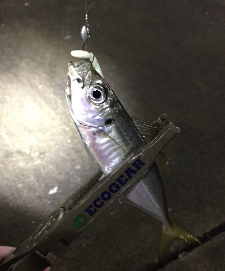 なかなかサイズが上がりません…