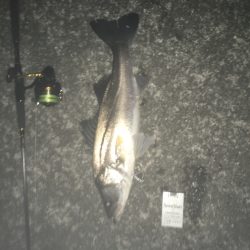 タチウオより・・スズキ好み