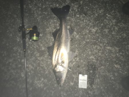 タチウオより・・スズキ好み