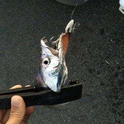 一瞬の出来事!!