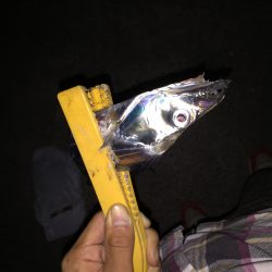 久々和歌山でのワインド