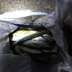 久しぶりのアジング