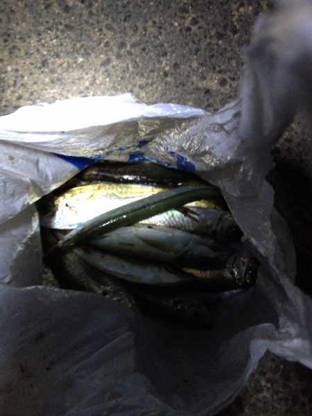 久しぶりのアジング