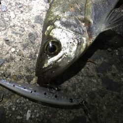 ポイント開拓！