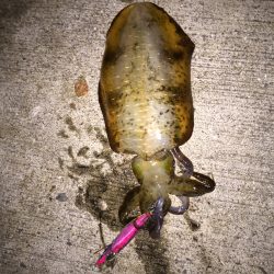 アジング〜エギング