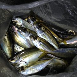 連日のアジング