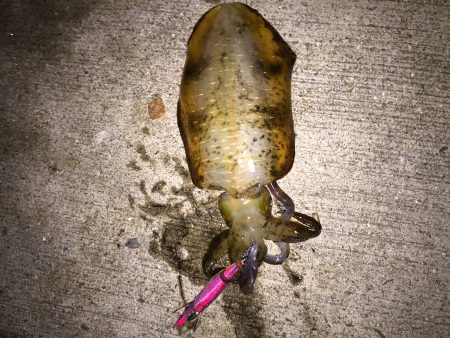 アジング〜エギング