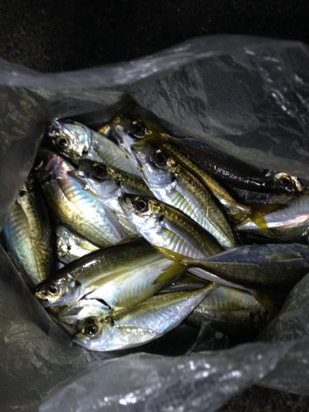 連日のアジング