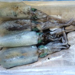 ウネリの為、紀北へ