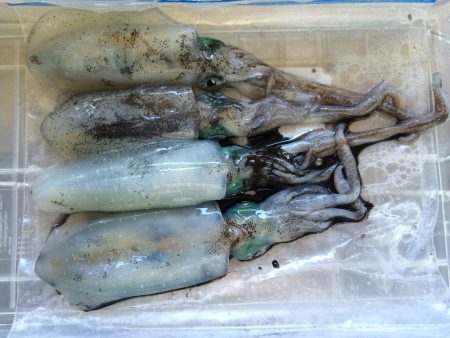 ウネリの為、紀北へ