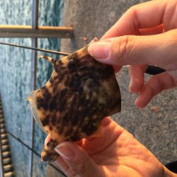 カワハギリベンジ!