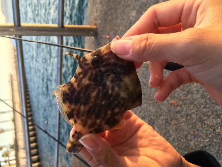 カワハギリベンジ!