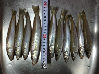 晴天はやっぱり釣りですよね