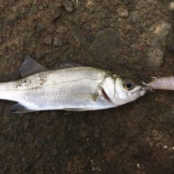 秋のライトゲーム！