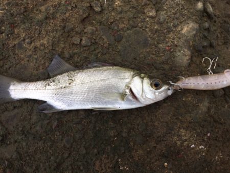 秋のライトゲーム！