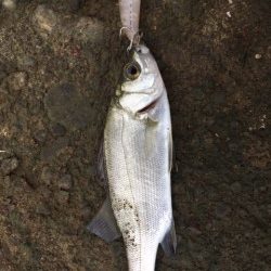 秋のライトゲーム！