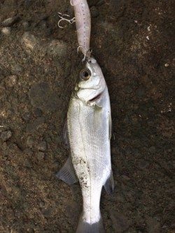 秋のライトゲーム！