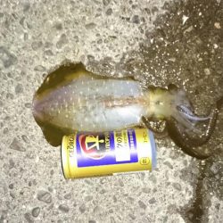 秋イカ小さくても引きがけっこう強い