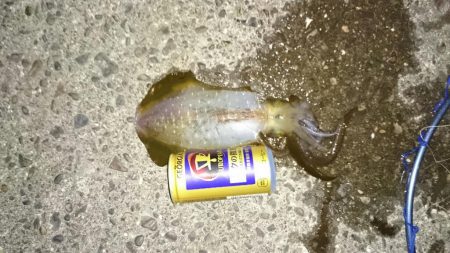 秋イカ小さくても引きがけっこう強い