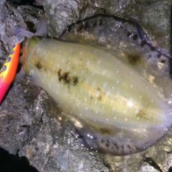 夕方エギング・・・