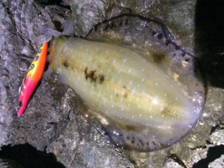 夕方エギング・・・