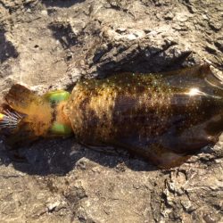 何とか１つ・・・