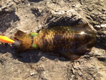 何とか１つ・・・