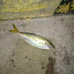 アオリのちアジ