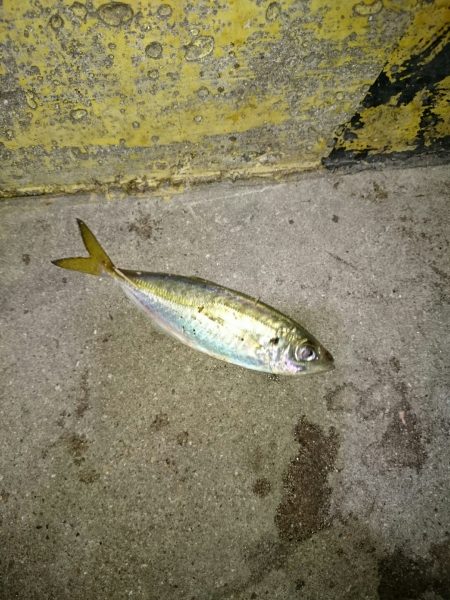 アオリのちアジ