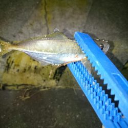 アオリイカ後アジ