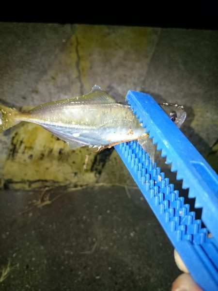 アオリイカ後アジ