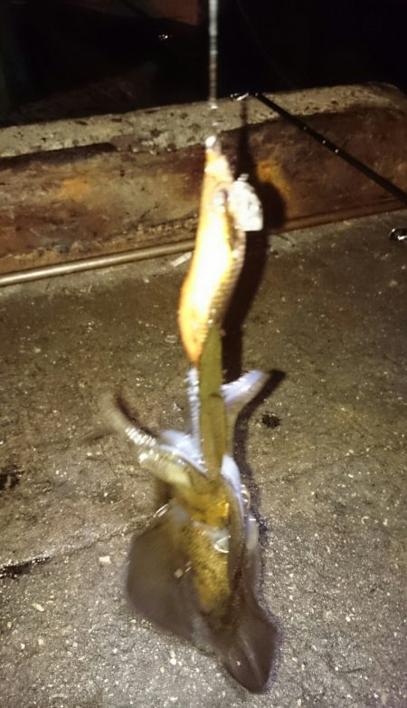 アオリイカ時々アジ