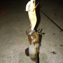 小さいですがアオリイカ