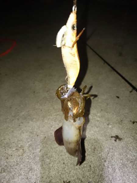 小さいですがアオリイカ