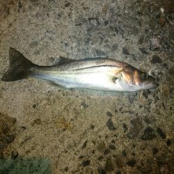 アオリイカ後チーバス