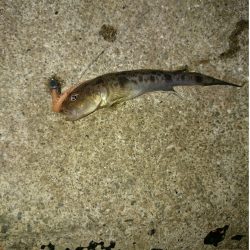 アオリイカ後ハゼ