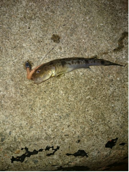 アオリイカ後ハゼ