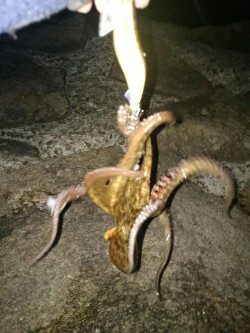 相変わらず渋め。