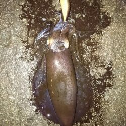 イカも学習している？