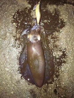 イカも学習している？