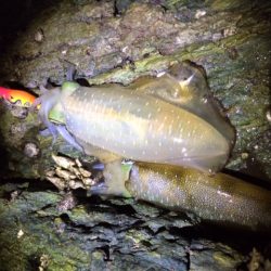 渋々の朝マヅメ釣行