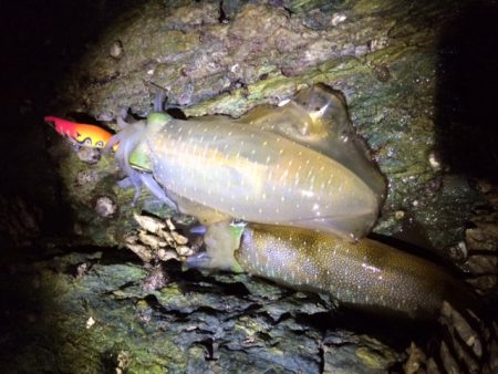 渋々の朝マヅメ釣行
