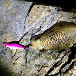 夕マヅメ　エギング