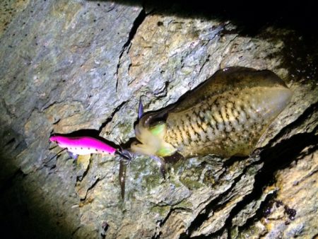 夕マヅメ　エギング