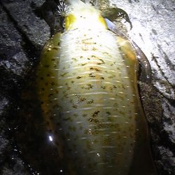 夕マヅメエギング